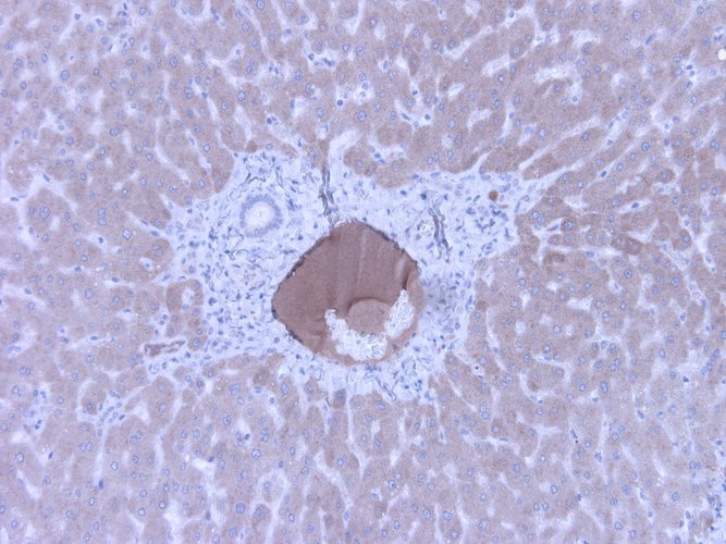 Mouse Anti-Complement C4c