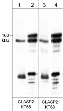Western blot of CLASP2 in mouse brain (lanes 1 & 3) and rat PC12 cells (lanes 2 & 4). The blots were probed with rat monoclonals anti-CLASP2 (clone KT68) (lanes 1 & 2) and anti-CLASP2 (clone KT69) (lanes 3 & 4). The antibodies were used at a dilution of 1:500.