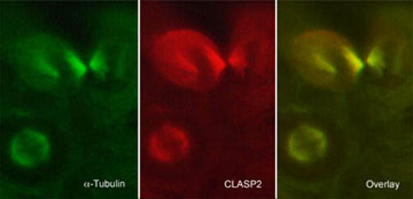 Immunocytochemical labeling of CLASP2 in paraformaldehyde-fixed and NP40-permeabilized A431 cells. The cells were dual labeled with mouse monoclonal anti-α-Tubulin (left) and rat monoclonal anti-CLASP2 (middle). The antibodies were detected using either goat anti-mouse:DyLight® 488 or goat anti-Rat:DyLight® 594.