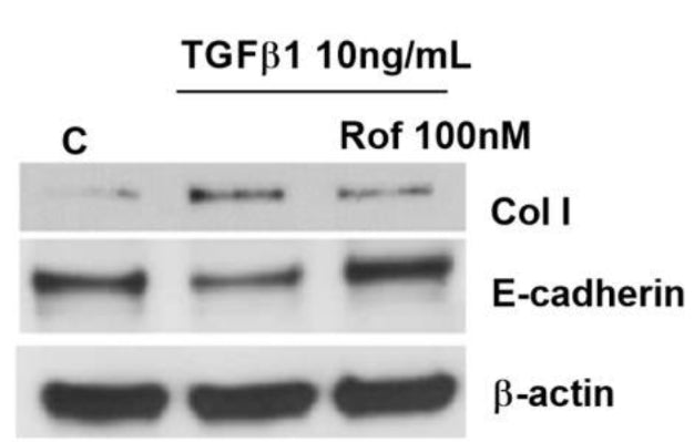 Human 3D differentiated epidermis was incubated with roflumilast (Rof, 100nM) or vehicle (0.1% DMSO; control) for 30 min followed by the stimulation with TGFβ1 (10 ng/ml) for 48 h (collagen type I and E cadherin proteins