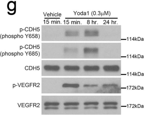 Phosphorylation of CDH5 Y658, CDH5 Y685 and VEGFR2 (Tyr1054/1059) in cultured human LECs after Yoda1 (0.3 µM) treatment for the indicated periods. Image from publication CC-BY-4.0. PMID: 38528202