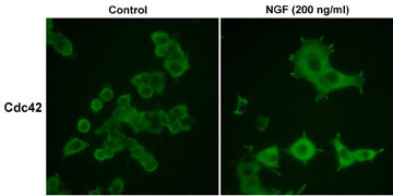 Immunocytochemical labeling in rat PC12 cells grown for 4 days on poly-D-lysine-coated plates in the presence (200 ng/ml) or absence (Control) of Nerve Growth Factor (NGF). Anti-Cdc42 was used at 1:50 dilution followed by labeling with donkey anti-mouse:Cy2.
