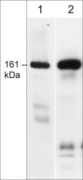 Western blot of CLASP1 in mouse brain (lane 1) and rat PC12 cells (lane 2). The blots were probed with rat monoclonal anti-CLASP1 (C-terminus) at a dilution of 1:500. Then detected using donkey anti-Rat IgG:HRP.
