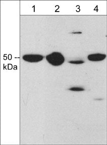 Western blot analysis of draxin expression in rat PC12 cells (lane 1), rat P1 brain (lane 2), adult mouse brain (lane 3), and chick E9 brain (lane 4). The blot was probed with rabbit polyclonal anti-Draxin (C-terminal region) at 1:1000.