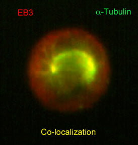 Immunocytochemical labeling of EB3 in paraformaldehyde-fixed and NP40-permeabilized A431 cells. The cells were dual labeled with mouse monoclonal anti-α-Tubulin (green) and rat monoclonal anti-EB3 (red). The antibodies were detected using either goat anti-mouse:DyLight® 488 or goat anti-Rat:DyLight® 594.