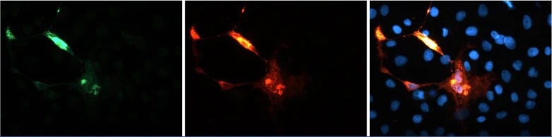 Immunofluoresence of COS7 cells expressing a V5-tagged expression plasmid and then stained with chicken anti-V5 antibodies (green) and the leading mouse anti-V5 antibody (red). Blue is DAPI nuclear stain showing nuclei of both transfected and untransfected cells. Staining shows 100% correspondence between the two antibodies for recognition of transfected cells.