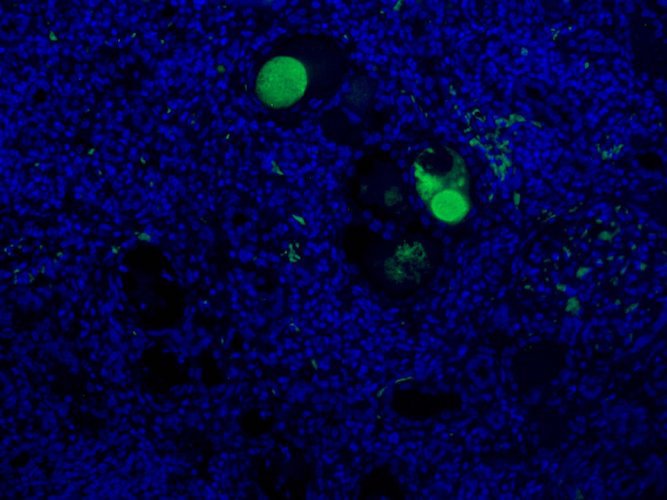 Mouse Anti-Complement C3a/C3a(desArg)/C3