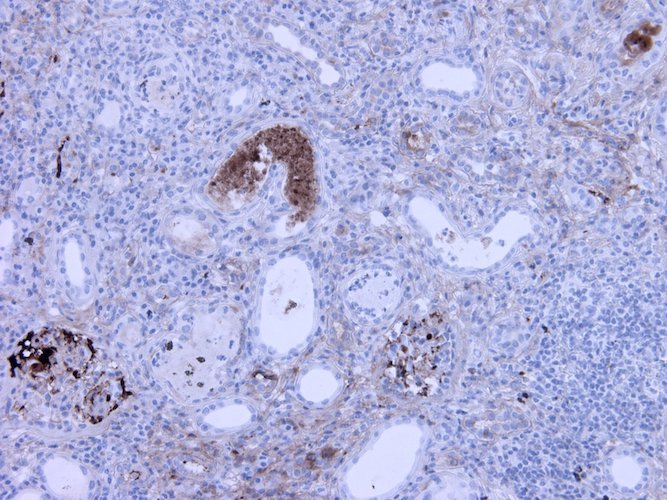 Mouse Anti-Complement C3a/C3a(desArg)/C3