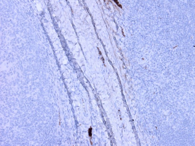 Mouse Anti-Complement C3a/C3a(desArg)/C3