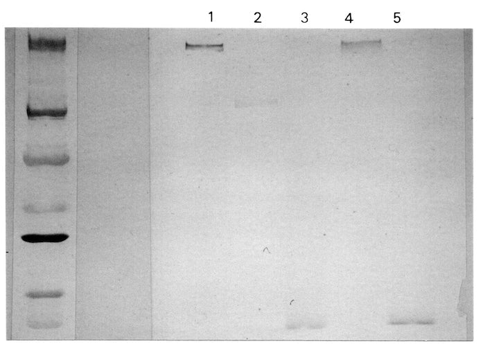 Mouse Anti-Complement C3a/C3a(desArg)/C3