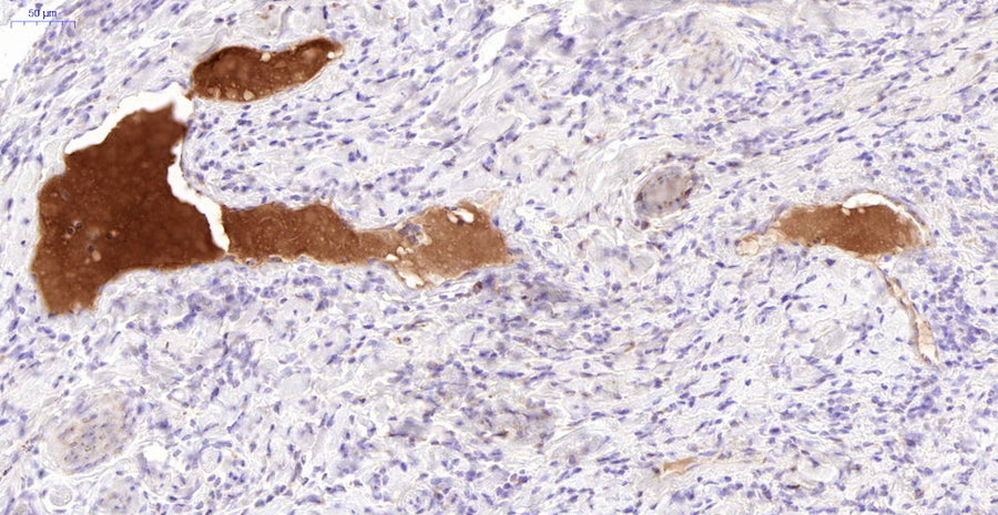 Mouse Anti-Complement C3a/C3a(desArg)/C3 (Biotin Conjugate)