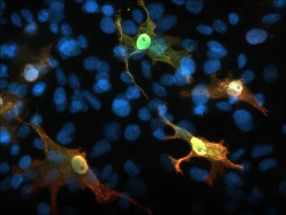 Immunofluorescence of AIF1/IBA1-FLAG transfected COS-7 cells using chicken α-AIF1/IBA1 (green) and mouse α-flag tag (red). Yellow/orange staining shows 100% correspondence between the two antibodies for recognition of transfected cells. Blue staining is DAPI and stains nuclei of both transfected and untransfected cells.