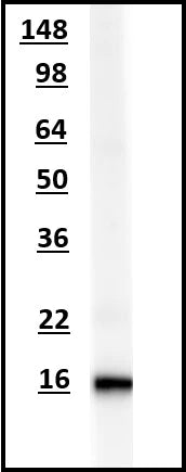 Western blot of rat brain membrane lysate using chicken α-AIF1/IBA1 showing specific immunolabeling of endogenous AIF1/IBA1 at ~17kDa.