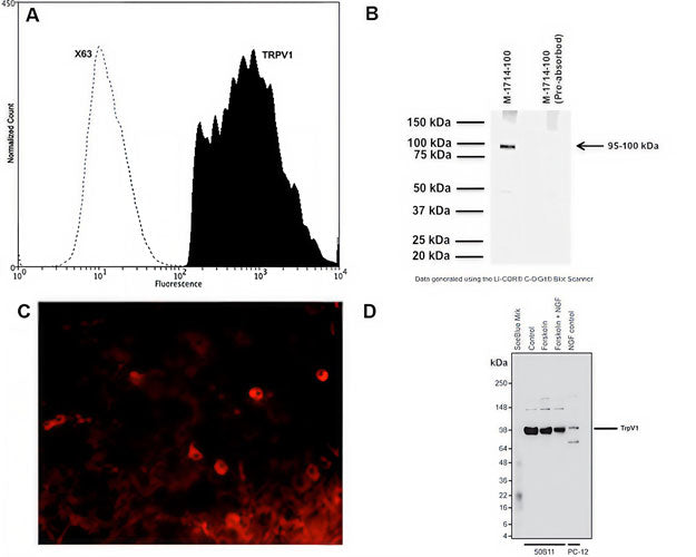 Mouse Anti-Capsaicin Receptor (VR1/TrpV1)