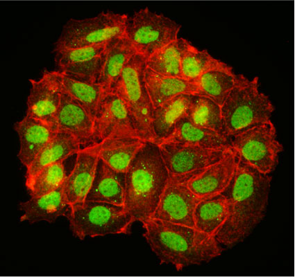 Immunofluorescent staining of MCF7 cells using 1 µg/mL chicken anti-HB9 (MNX1) antibody (green). Actin filaments were stained using Phalloidin (red). The cells were mounted with Fluoroshield mounting medium. Anti-HB9/MNX1 specifically stains the nucleus of MCF7 cells.