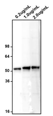 Western blotting of MCF7 cell lysates with chicken anti-HB9 (MNX1) antibody at various concentrations and detected with anti-chicken HRP. Chicken anti-HB9/MNX1 recognizes endogenous MNX1 in MCF7 cell lysates at ~50 kDa.