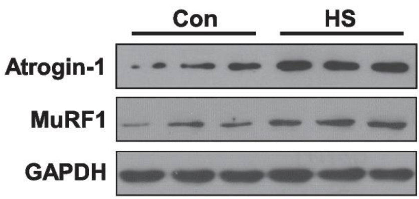 Western blotting analysis of the expression of Atrogin-1 (1:1000) and MuRF1 (1:1000) proteins in the soleus muscles after HS. Image from publication CC-BY-4.0. PMID: 37344807