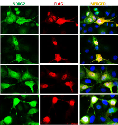 The DAPI nuclear stain (blue) shows the nuclei of both transfected and untransfected cells. The staining revealed a complete overlap between the signal from the chicken anti-NDRG2 antibody and the anti-FLAG antibody specifically in transfected cells.