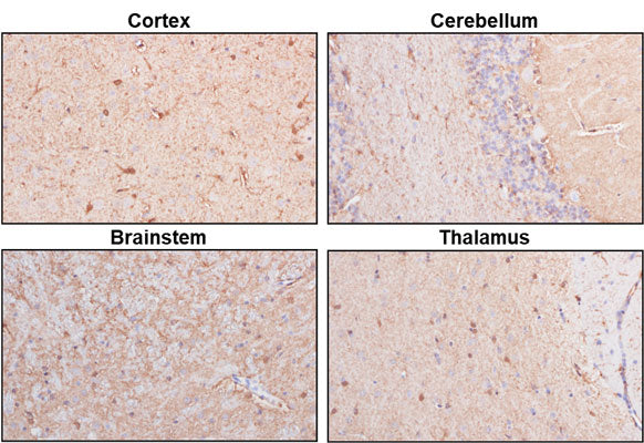 Representative sections of formalin fixed, paraffin-embedded rat brain showing staining of NDRG2.