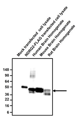 Anti-NDRG2 recognizes endogenous NDRG2 in brain homogenates in addition to exogenous NDRG2 in COS-7 cells.