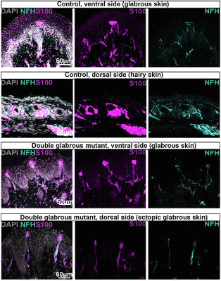 Sections of P21 control and double glabrous forepaws with NFH (1:500), S100, and DAPI. Control ventral and dorsal skin regions (top two rows) have Meissner corpuscles on the ventral side and lanceolate endings on the dorsal side. Double glabrous mutant ventral and dorsal skin (bottom two rows) is predominantly glabrous, and these mutants contain Meissner corpuscles on both the ventral and dorsal sides of the paw. Image from publication CC-BY-4.0. PMID:37607547