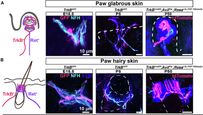 (A and B) Example images of TrkB+ endings (TrkBGFP or TrkBCreER; AvilFlp; RosaLSL-FSF-Tdtomato) in paw glabrous skin (A) and paw hairy skin (B) at E15.5, P5, and P50. The sections were stained with S100, NFH (1:500) and GFP or tdTomato. The white dotted lines represent the dermal-epidermal junction in glabrous skin and the hair follicle outline in hairy skin. Image from publication CC-BY-4.0. PMID:37607547
