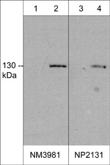 Western blot analysis of mouse macrophages untreated (lanes 1 & 3) or treated with LPS (1µg/ml) for 18 hrs (lanes 2 & 4). The blots were probed with mouse monoclonal anti-iNOS at 1:500 (lanes 1 & 2) or rabbit polyclonal anti-iNOS at 1:250.