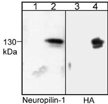 Western blot image of COS-7 cells untransfected (lanes 1 & 3) or transfected with HA-tagged mouse neuropilin-1 (lanes 2 & 4). Blots were probed with anti-Neuropilin-1 (lanes 1 & 2) or with anti-HA (lanes 3 & 4).
