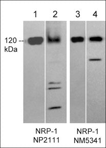 Western blot image of recombinant human Neuropilin-1 (lanes 1 & 3) and human PC3 cells (lanes 2 & 4). The blots were probed with rabbit polyclonal anti-Neuropilin-1 (lanes 1 & 2) or with mouse monoclonal anti-Neuropilin-1 (lanes 3 & 4).