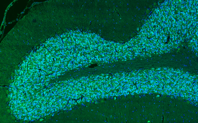 Representative section of formalin fixed, paraffin-embedded rat brain cerebellum region showing cells stained by anti-NeuN (Rbfox3) antibody. DAPI nuclear stain (blue) shows cell nuclei.