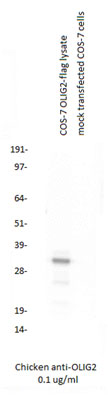 COS-7 cells were transfected with OLIG2-flag cDNA or mock transfected for 48 hours and lysed. Equal amounts of cell lysates were separated by SDS-PAGE and immunoblotted with chicken anti-OLIG2.