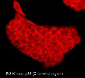 Immunocytochemical labeling of PI3 Kinase p85 in aldehyde-fixed and NP-40-permeabilized A431 cells. The cells were labeled with mouse monoclonal PI3 Kinase p85 (C-terminal region) antibody, then the antibody was detected using appropriate secondary antibody conjugated to DyLight® 594.