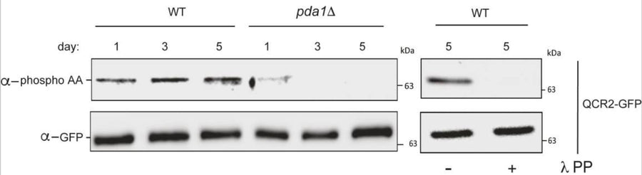 WT and pda1Δ cells expressing Qcr2-GFP were grown in SL medium for the indicated amounts of time, and protein extracts were generated and immunoprecipitated with α-GFP antibody. The immunoprecipitates were then probed with α- phosphoamino acid antibody (top panel) and α-GFP antibody (bottom panel). Right panel: day 5 samples were treated overnight with lambda phosphatase or mock-treated. Image from publication CC-BY-4.0. PMID: 37454238