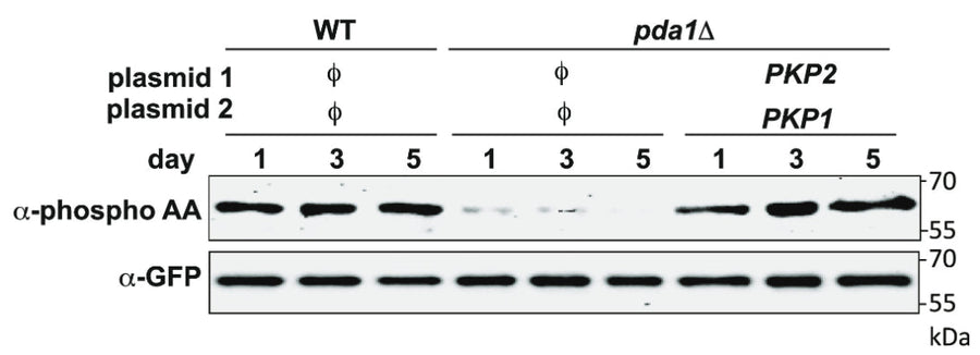 WT and pda1Δ cells expressing Mdh1-GFP, as well as the indicated plasmids, were grown in SL medium for the indicated amounts of time, and protein extracts were generated and immunoprecipitated with α-GFP antibody. Phosphorylation of Mdh1-GFP was detected using α-phosphoamino acid antibody, and total GFP signal in the immunoprecipitate was observed by immunoblotting with the α-GFP antibody. ϕ denotes an empty vector Image from publication CC-BY-4.0. PMID: 3745423