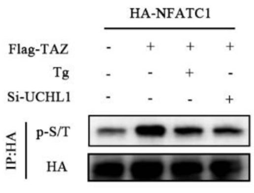 Western blot showing phosphorylation level (1:2000) of NFATC1 in TAZ overexpressed HEK-293T cells after 1 mM Tg treatment or UCHL1 knockout. Image from publication CC-BY-4.0. PMID: 37215988