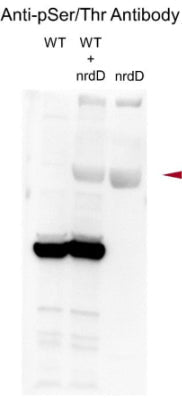 In vitro kinase assay of nrdD stained with a serine/threonine site-specific antibody . Image from publication CC-BY-4.0. PMID: 38683735