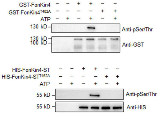 Western blot image of plant extracts with intact FonKin4 and truncated S_TKc domain-containing fragment FonKin4-ST show Ser/Thr protein kinase activity detected by anti-phospho Ser/Thr antibody . FonKin4 is a Ser/Thr protein kinase and its S_TKc domain is sufficient for its pathogenicity function in Fon. Image from publication CC-BY-4.0. PMID: 38690366.