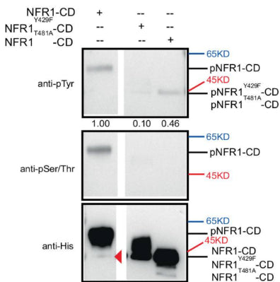 Purified His-tagged NFR1, NFR1Y429F, or NFR1T481A CDs were incubated with ATP for 30 min. The proteins were detected by immunoblotting with anti-His antibody. Phosphorylated products were detected using anti-pSer/Thr or anti-pTyr antibodies. Un-phosphorylated NFR1-CD band is indicated by the red triangle. Image from publication CC-BY-4.0. PMID: 38670968