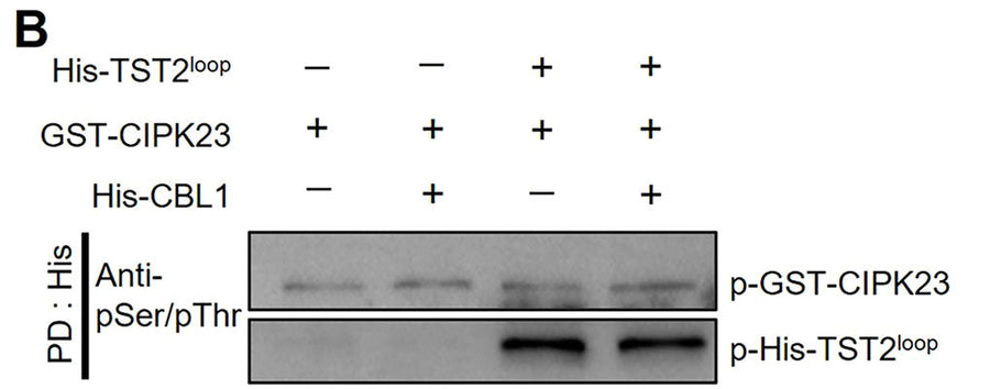 Western blot of Citrus sinensis "sweet orange" calcineurin B-like protein kinase 23 (CsCIPK23) phosphorylates C. sinensis tonoplast-localized sugar transporter 2 (CsTST2) at the Ser277, Ser337, Ser354 residues. Phosphorylated CsTST2 protein was detected by anti-pSer/pThr antibody . Image from publication, CC-BY-4.0. PMID: 39611527.
