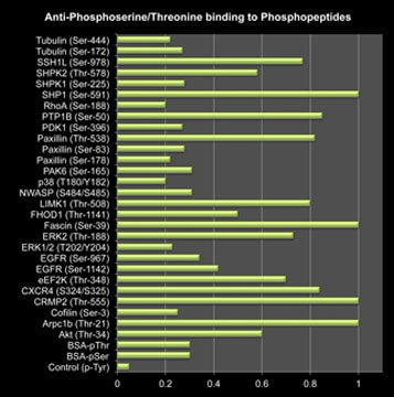 Bar graph showing anti-Phosphoserine/threonine binding to a variety of phosphoserine and phosphothreonine peptides, but not control peptide containing unphosphorylated serine or phosphotyrosine.
