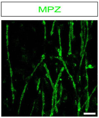 Confocal image of MPZ (1:500; green)-labelled myelinating mouse Schwann cells (SCs). Image from publication CC-BY-4.0. PMID:37642648