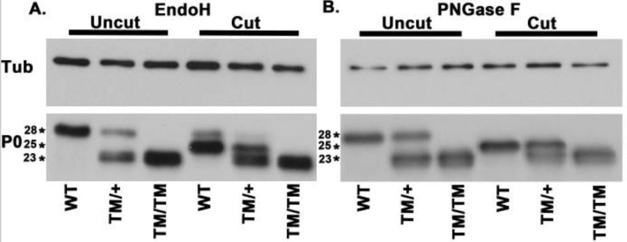 Western blot analysis of P0 in sciatic nerve lysate from wild-type (WT), MpzT124M/+ (TM/+), and MpzT124M/T124M (TM/TM) mice treated with (cut) or without (uncut) EndoH (A) and PNGase F (B). Image from publication CC-BY-4.0. PMID: 36350884