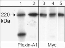 Western blots showing Cos-7 cells transfected with mouse Myc-tagged Plexin-A1 (lanes 1 & 3), neonatal rat brain (lane 2), or Plexin-A1 immunoprecipitated from Myc-tagged Plexin-A1 transfected cells using anti-Myc (lane 4) or anti-Plexin-A1 (lane 5). These blots were probed with either the affinity purified anti-Plexin-A1 (lanes 1 & 2) or with mouse monoclonal anti-Myc (lanes 3-5).