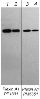 Western blots showing mouse recombinant Plexin-A1 extracellular domain (lanes 1-4). These blots were probed with rabbit polyclonal anti-Plexin-A1 at 1:250 (lane 1) and 1:1000 (lane 2) or with mouse monoclonal anti-Plexin A1 at 1:250 (lane 3) and 1:1000 (lane 4).