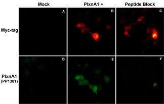 Immunocytochemical double labeling using anti-Myc mouse monoclonal and anti-Plexin-A1 rabbit polyclonal antibodies in Cos-7 cells mock transfected (A,D) or transfected with Myc-tagged mouse Plexin-A1 construct (B,E). The specificity of the binding in E was demonstrated by using Plexin-A1 peptide in the presence of this anti-Plexin-A1 antibody (C,F).