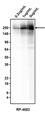 rabbit anti-fibronectin antibody recognizes endogenous fibronectin at 200 kDa.