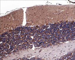 Formalin fixed, citric acid treated parafin sections of adult Rat cerebellum. Sections were probed with anti-Sema3A then anti-Rabbit:HRP before detection using DAB. (Images provided by Carl Hobbs and Dr. Pat Doherty at Wolfson Centre for Age-Related Diseases, King's College London).