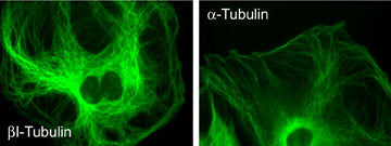 Immunocytochemical labeling of α- and βI-Tubulin in rat A7r5 cells. The cells were labeled with anti-βI-Tubulin (left) and anti-α-tubulin (right). The antibodies were detected using Goat anti-Mouse conjugated to DyLight® 488.