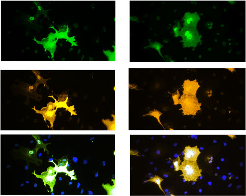 Blue is DAPI nuclear stain showing nuclei of both transfected and untransfected cells. Staining shows 100% correspondence between chicken anti-TPH2 signal and anti-flag in transfected cells.
