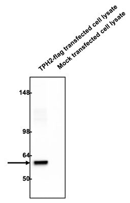 Chicken Anti-TPH2